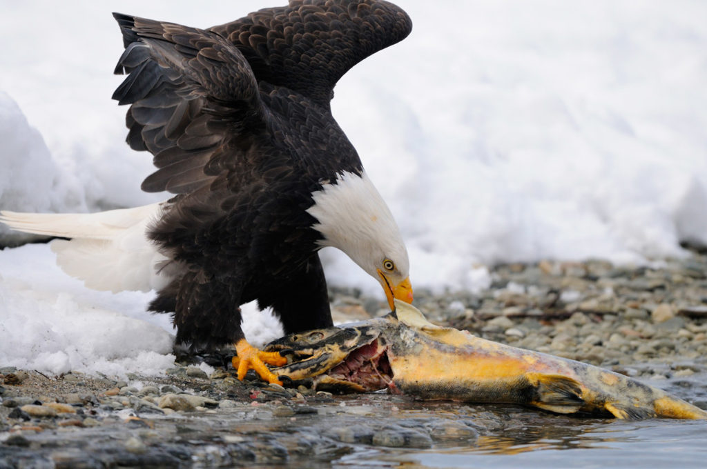Bald eagle eating salmon, Chilkat River, Alaska.
