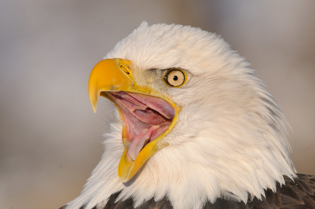 Adult bald eagle calling photo, Haines, Alaska.