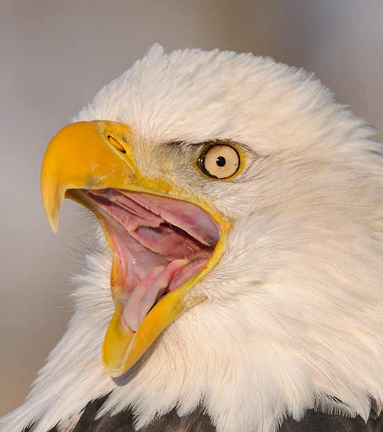 bald eagle photography workshop