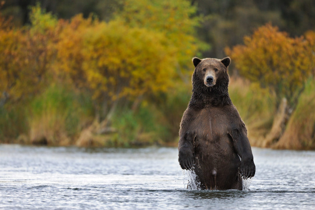 Alaska grizzly bear photos male bear standing Katmai National Park Alaska.