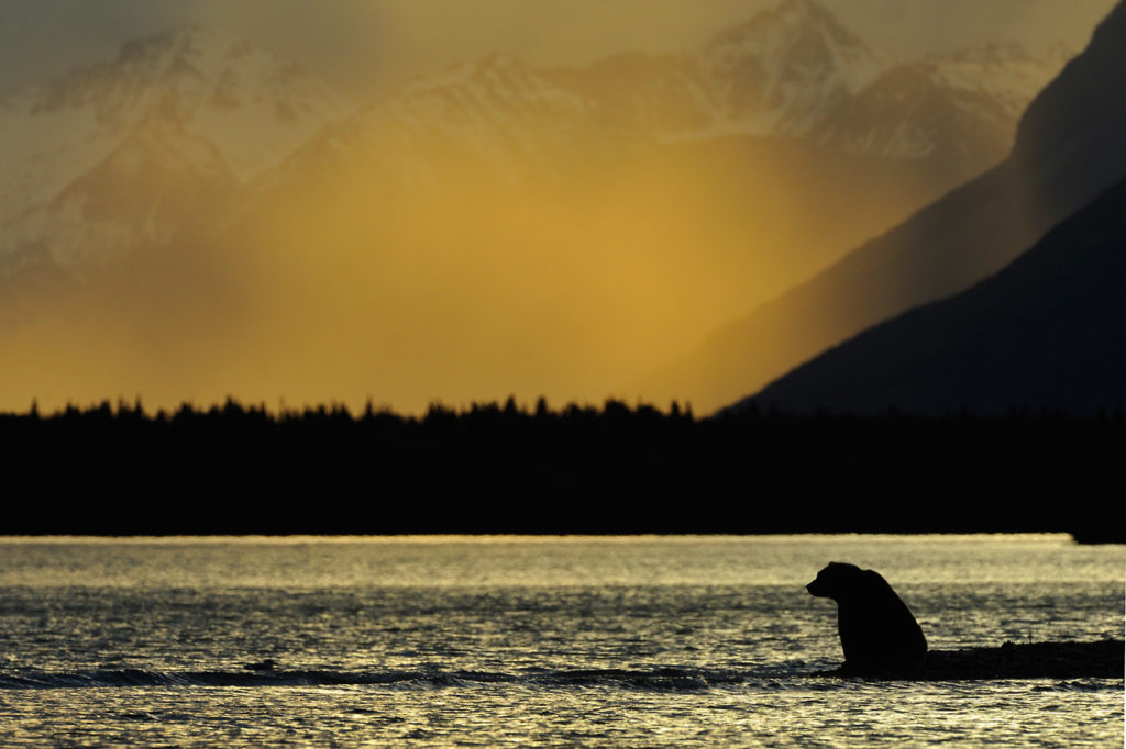 Alaska grizzly bear photos backlit silhouetted bear photo.