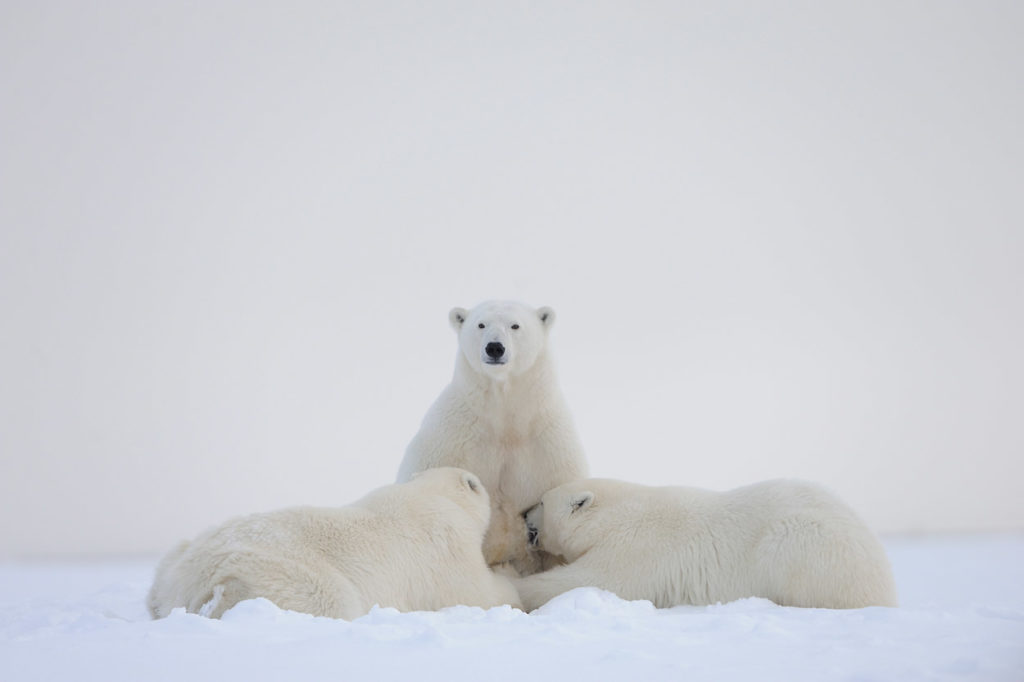 Polar bear sow nursing cubs.