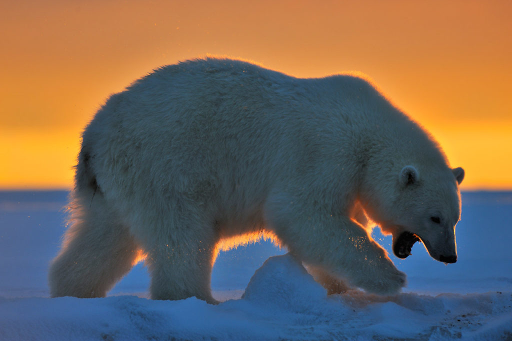 Silhouetted polar bear at sunrise.