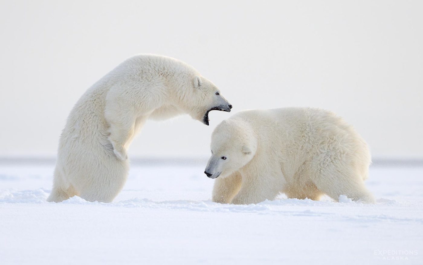 Alaska Polar bear Photos.