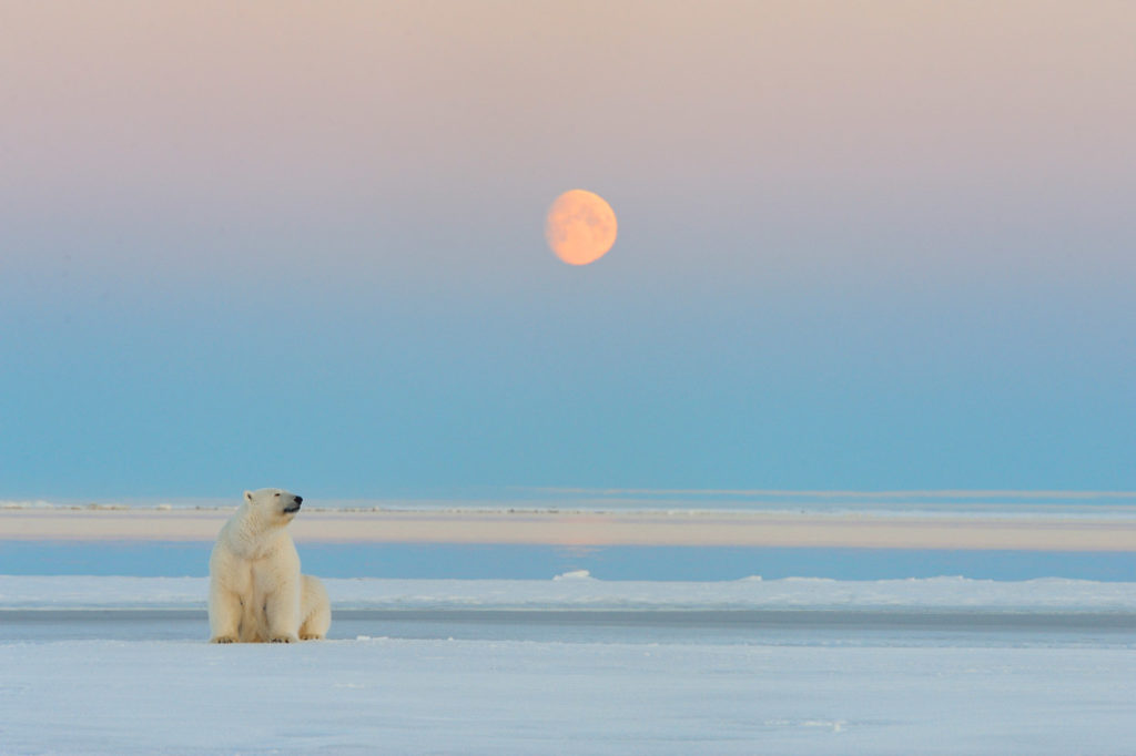 Polar bear and the rising moon at sunset.
