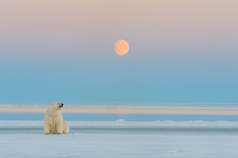 Polar bear and the rising moon at sunset.