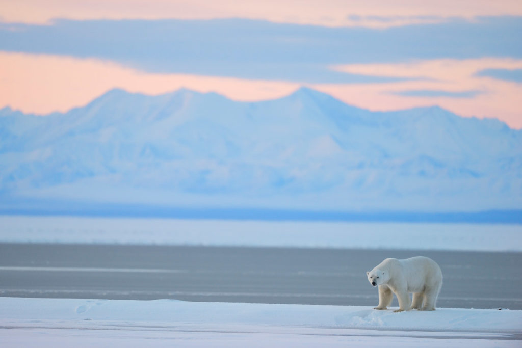 Polar bear and Brooks Mountain Range, sunset.