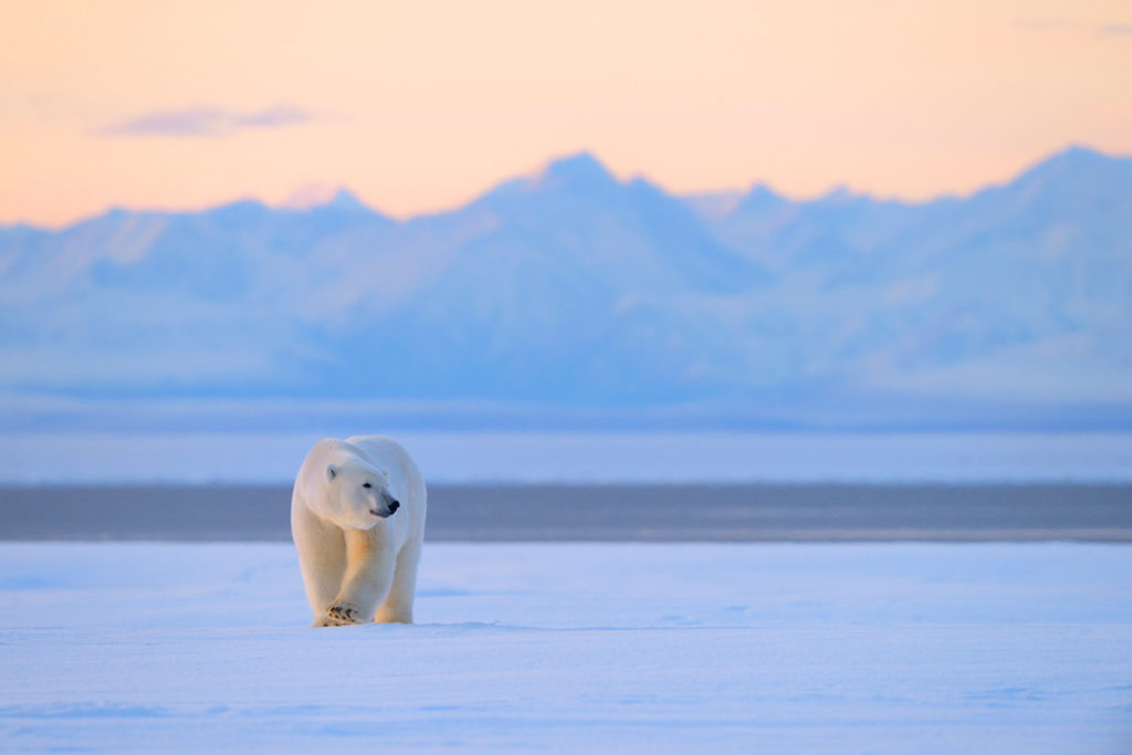 Polar bear and the Brooks Range.