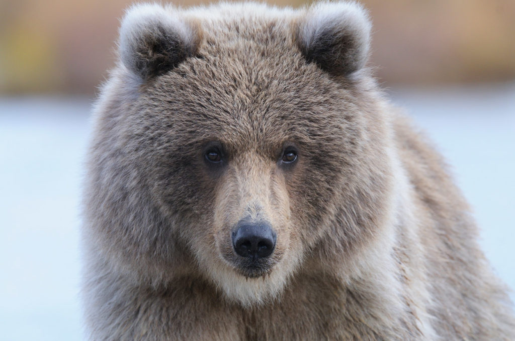 Alaska grizzly bear photos bear cub.