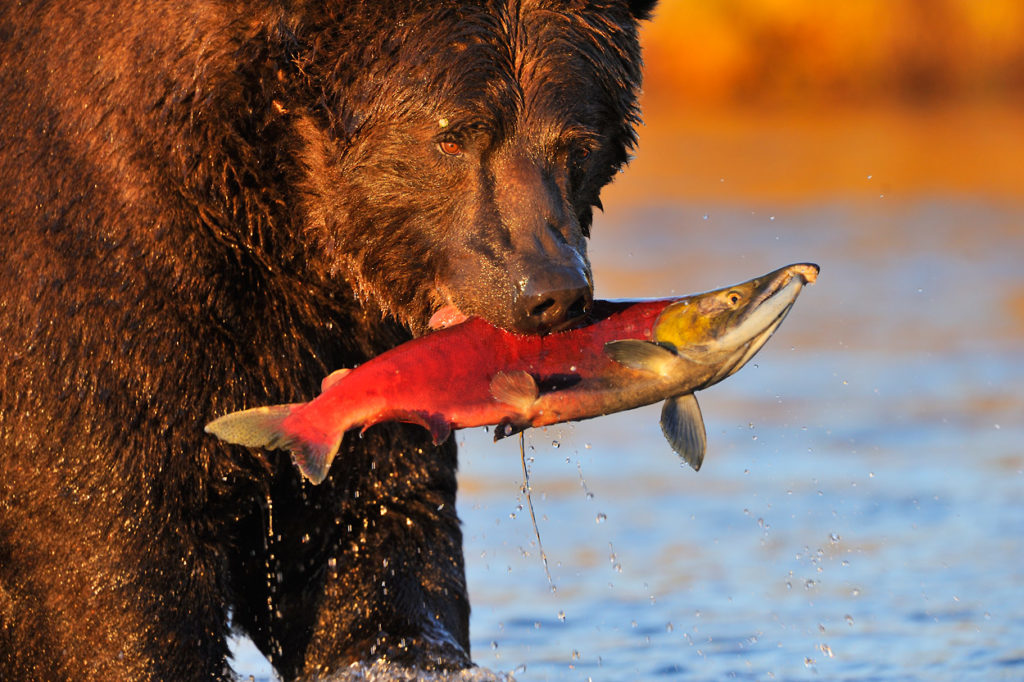 Alaska grizzly bear images brown bear with salmon.