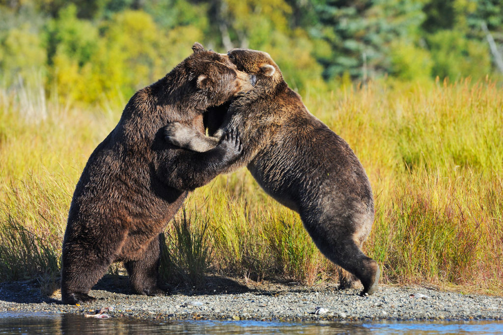 Grizzly bear photos alaska brown bears fighting.