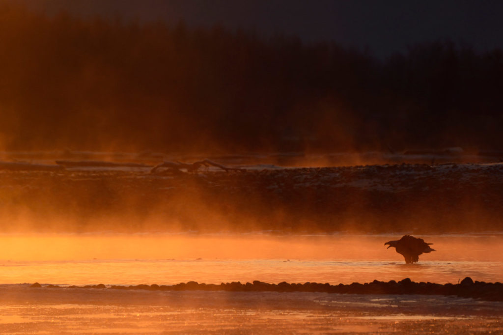 Bald eagle silhouette photo, Chilkat River, Alaska.
