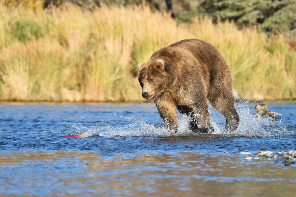 Grizzly bear photos brown bear chasing a salmon Katmai National Park, Alaska.