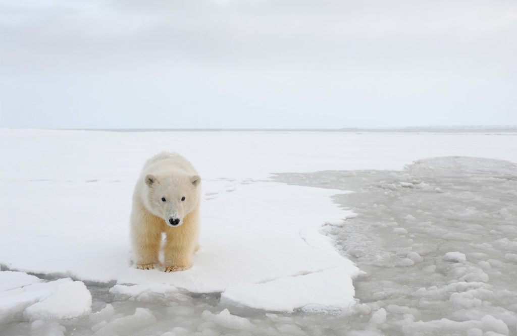 Polar bear cub on broke ice, ANWR, Alaska.