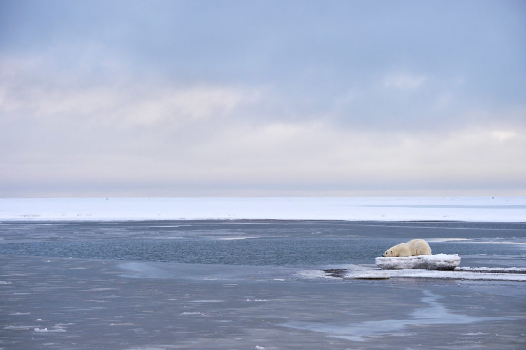 Polar bear lying on ice waiting for freeze up.