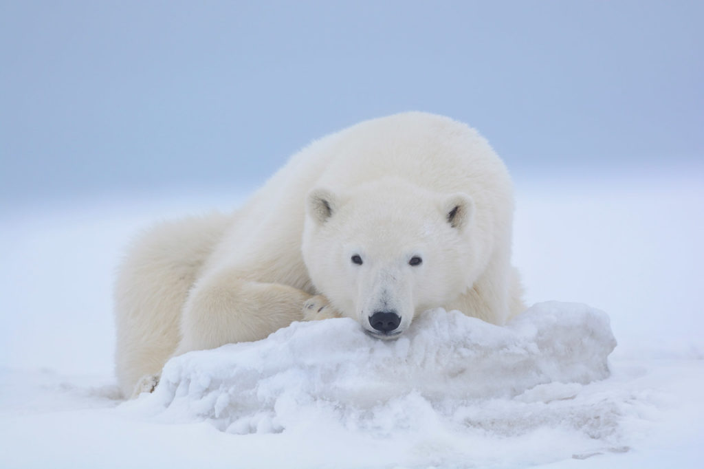 Polar bear lying on ice.