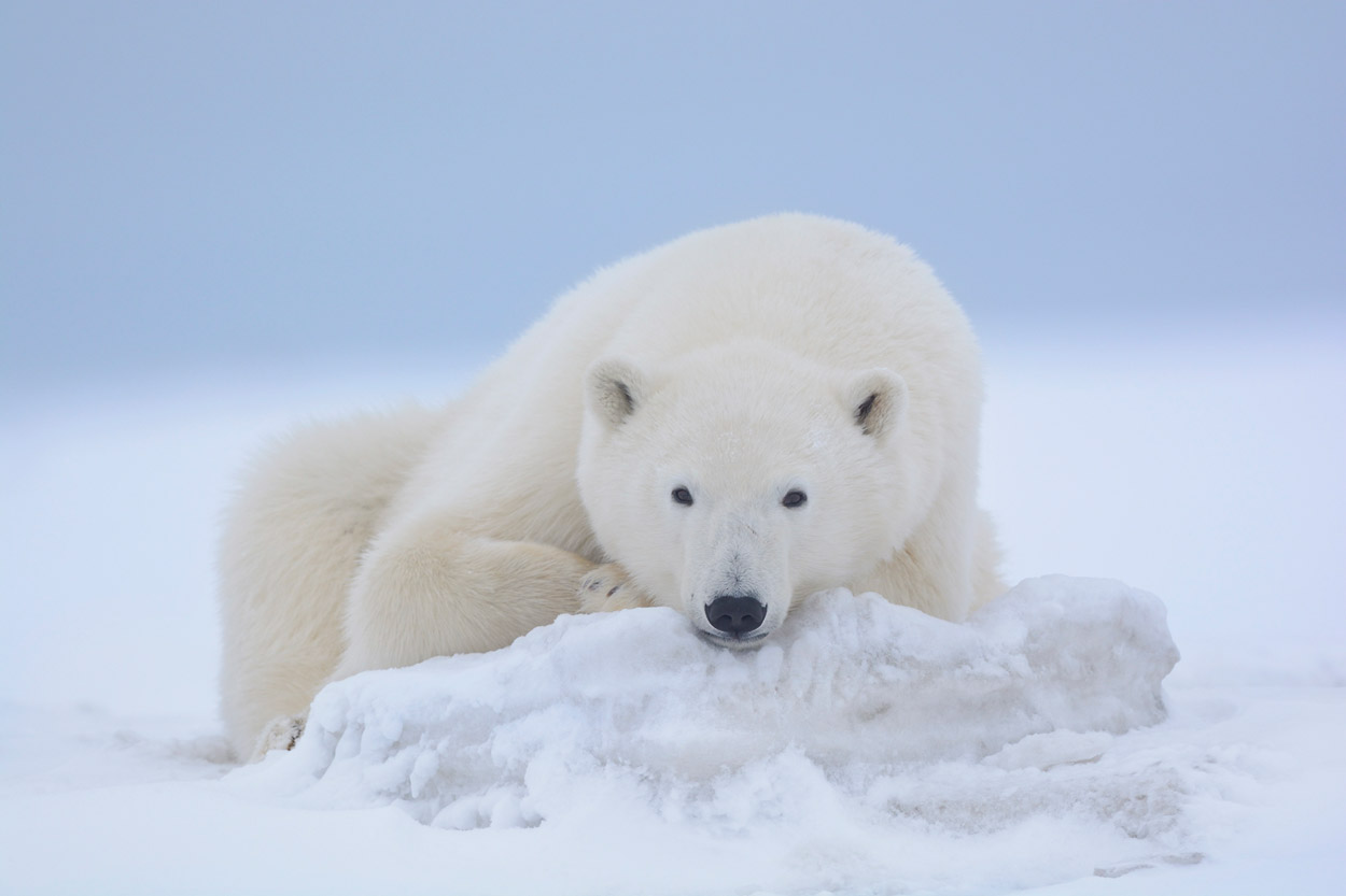 14-polar-bear-16045.jpg