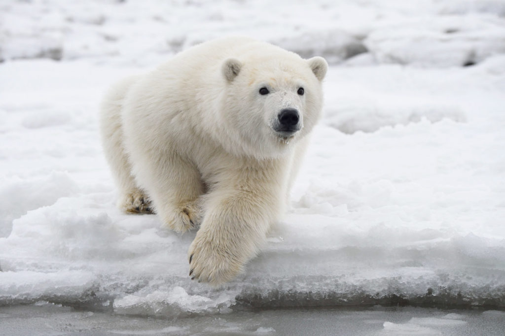 Curious polar bear cub.
