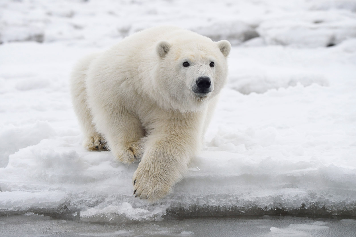 14-polar-bear-17084.jpg