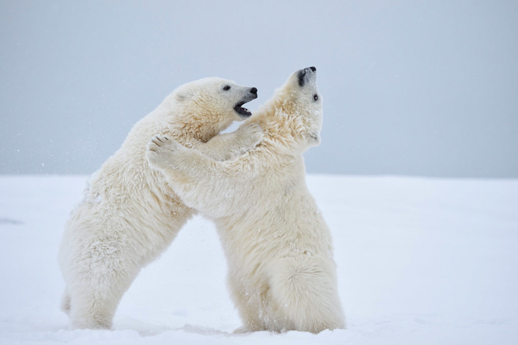 Polar bear cubs at play.