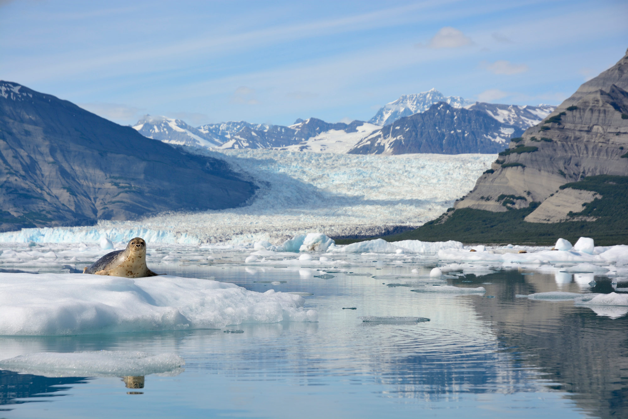 Icy bay sea kayaking trip Harbor seal, icebergs and glaciers, Icy Bay, Wrangell - St. Elias National Park, Alaska.