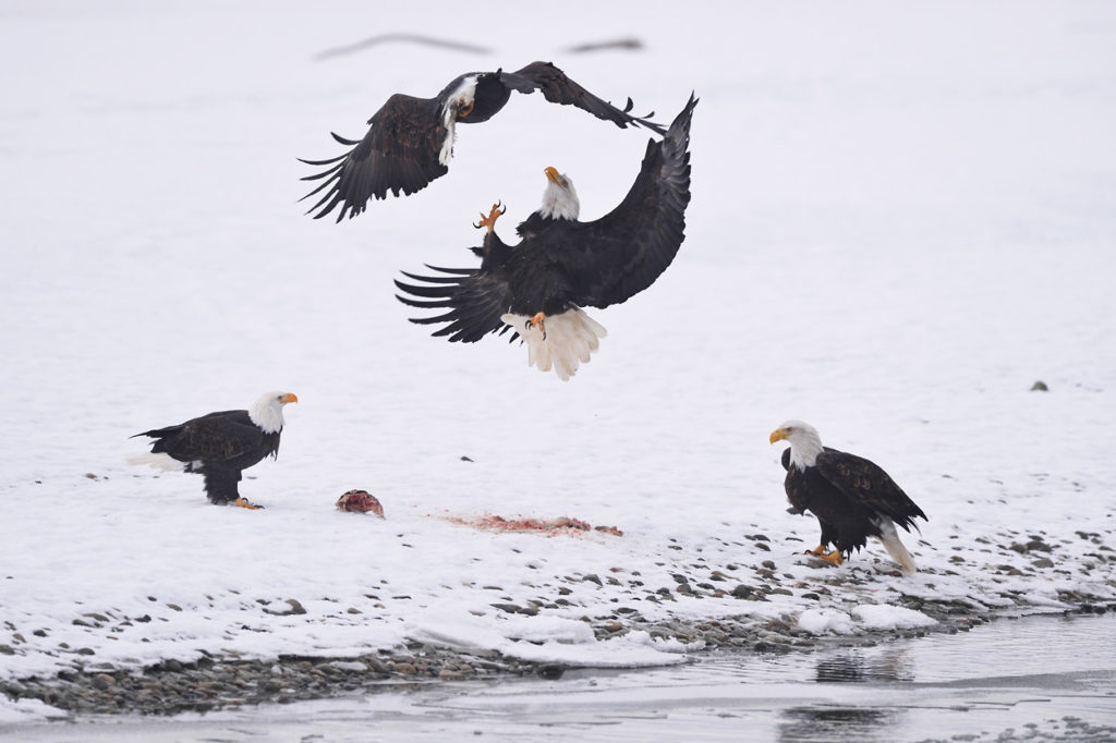Photo of bald eagles fighting mid-air, Alaska.