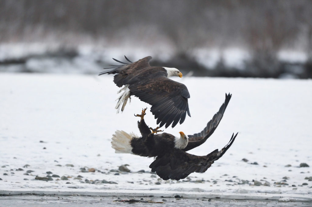 Bald eagles fighting photo, Chilkat River, Alaska.