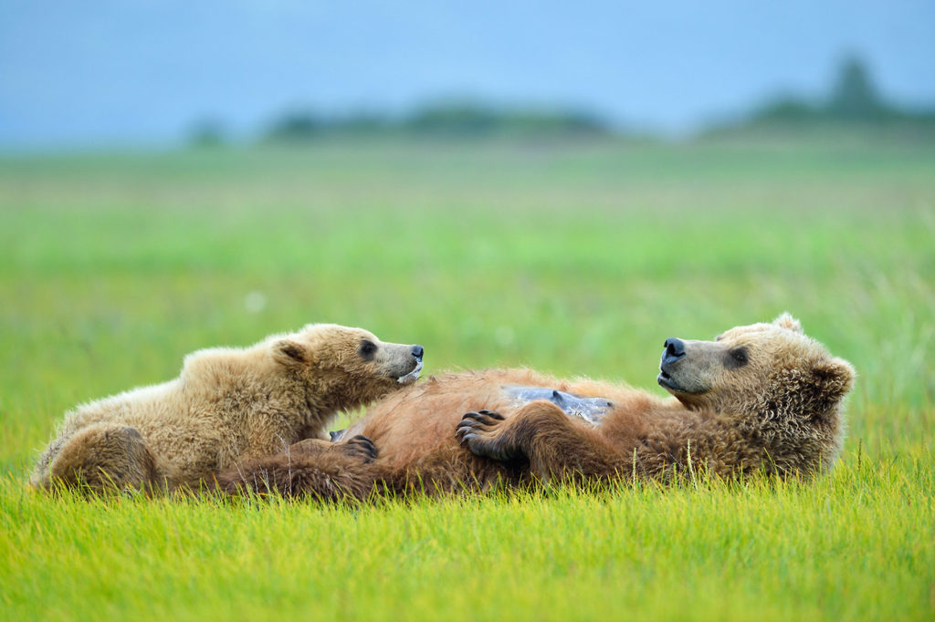 Grizzly bear photos Alaska brown bear mother sow nursing cubs Katmai Park.
