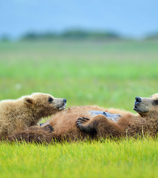 Grizzly bear photos Alaska brown bear mother sow nursing cubs Katmai Park.