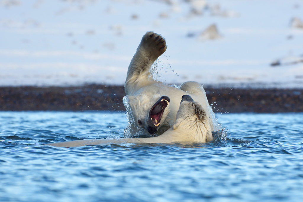 Two polar bears playing in the ocean.