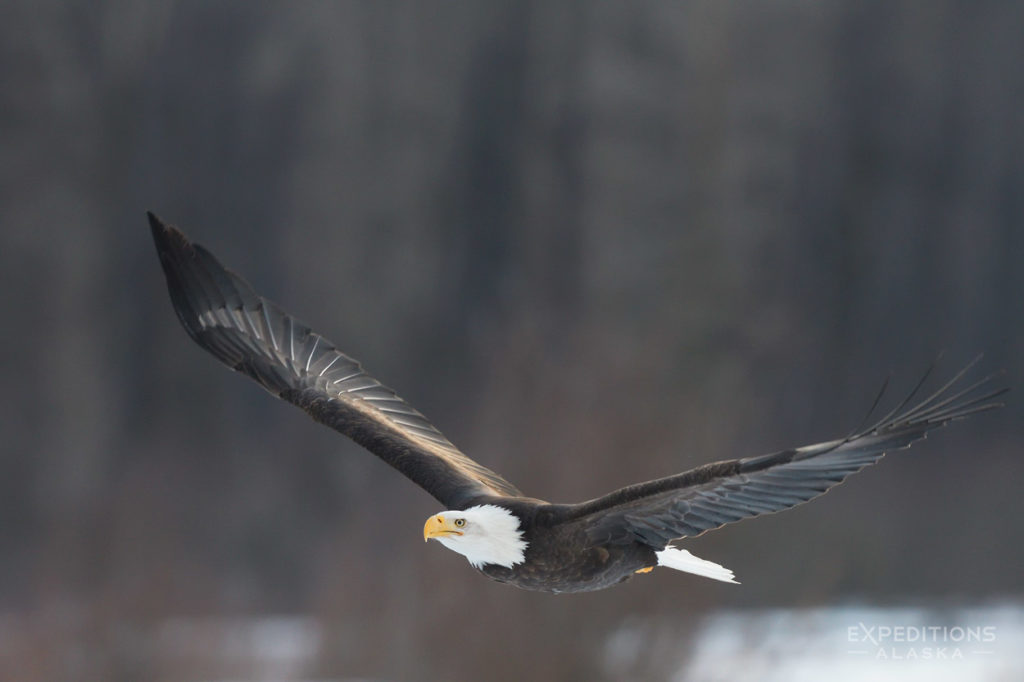 Photo of adult bald eagle, Alaska.