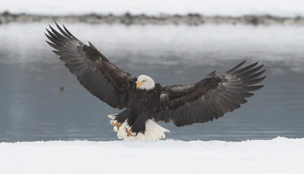 Adult bald eagle landing on snow, Alaska.