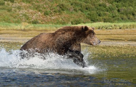 A brown bear chasing salmon in a small stream along the coast of Katmai National Park, Alaska. Ursus arctos, brown bear.