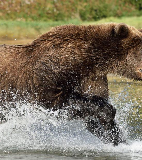 Alaskan brown bear chasing salmon in Katmai National Park, Alaska.