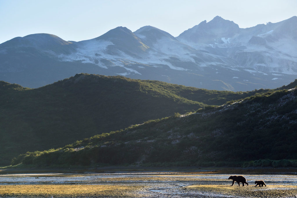 Grizzly bear photos Alaska bear on Katmai Coast Volcanos.