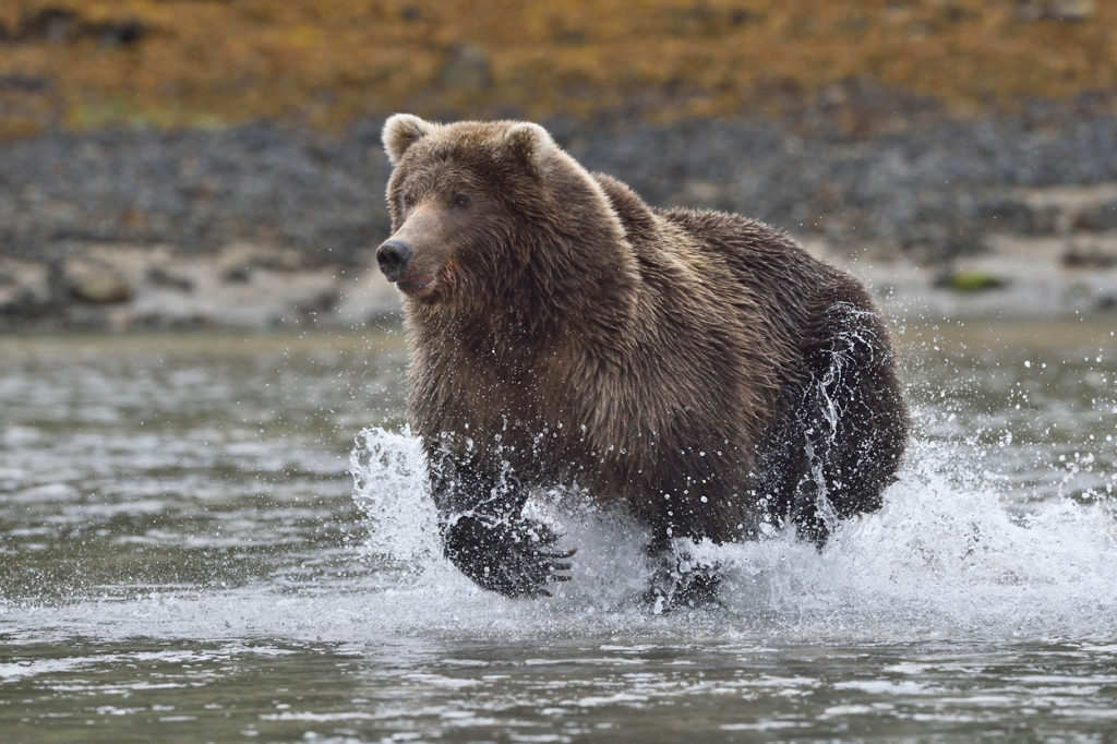 Brown bear photos Alaska grizzly bear chasing salmon Katmai Park.