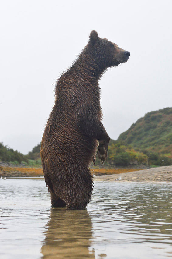 Alaska grizzly bear photos standing brown bear sow, Katmai National Park.