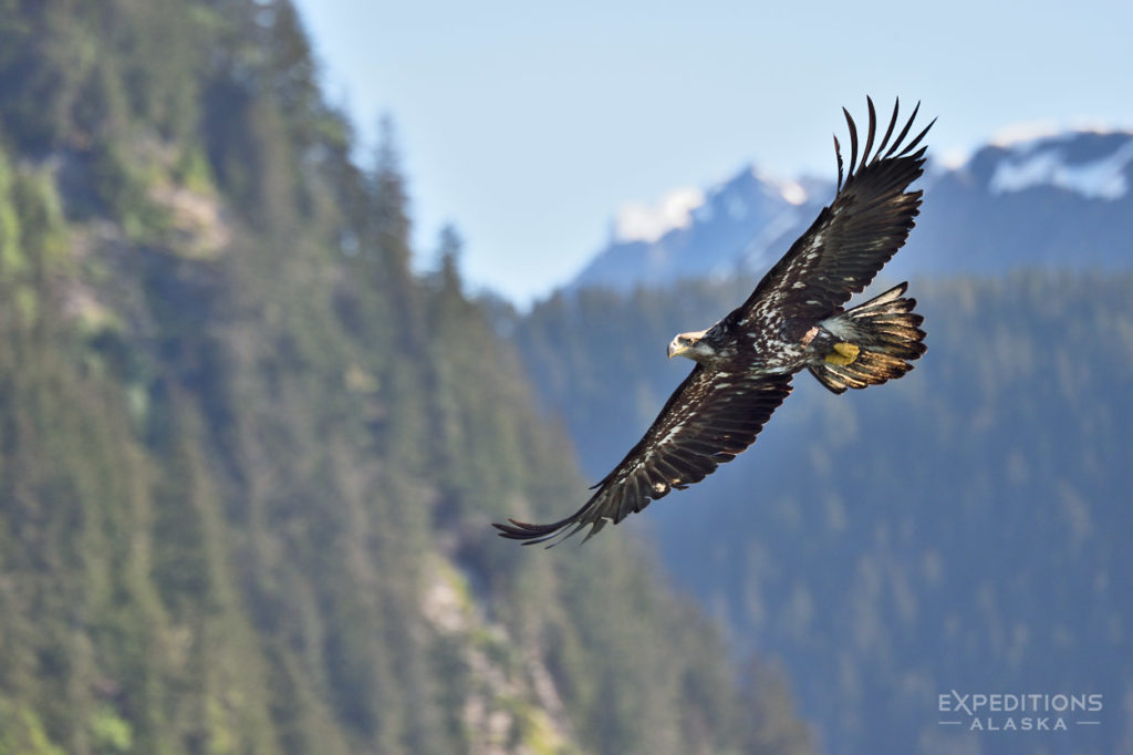 Photo of juvenile bald eagle against Chugach Mountains, Prince William Sound, Alaska.