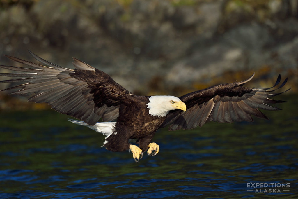 Photo of bald eagle fishing, Prince William Sound, Alaska