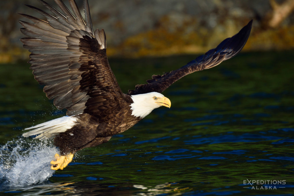 Photo of bald eagle fishing, Alaska.