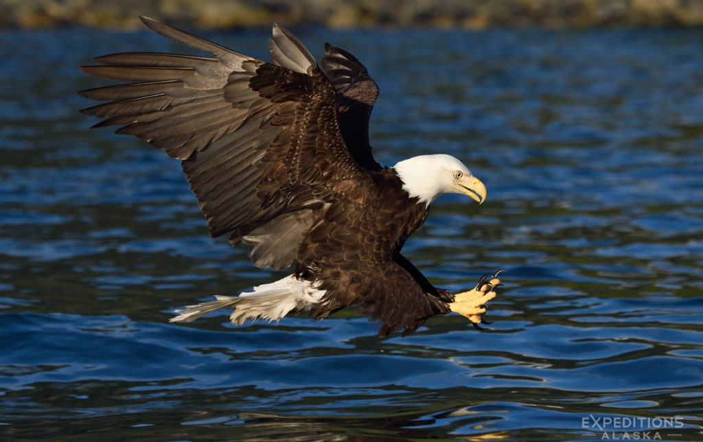 Adult bald eagle snatching a fish Prince William Sound, Alaska.