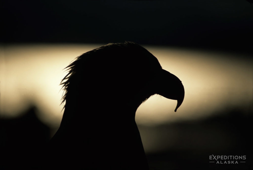 Striking adult bald eagle silhouette, Homer, Alaska.