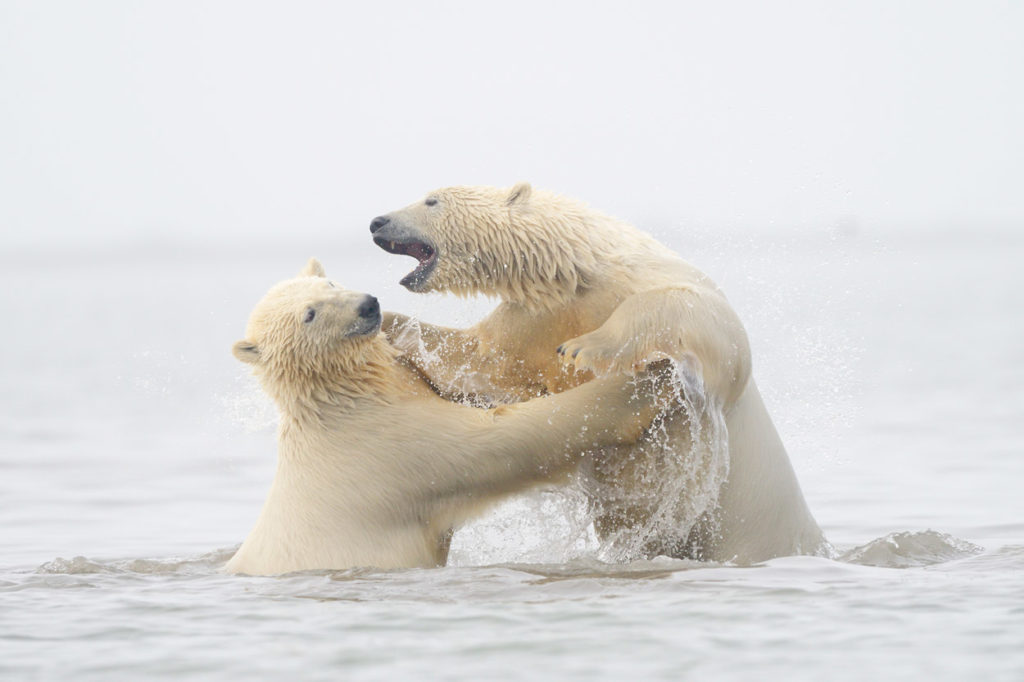 Polar bears sparring in water.