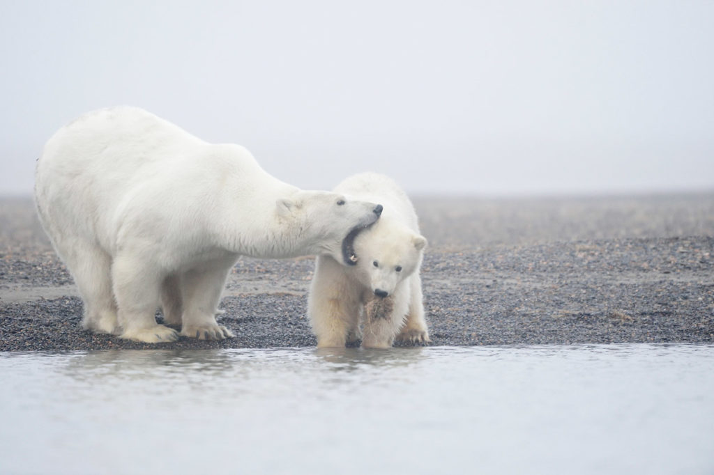 Mother polar bear and her cub.