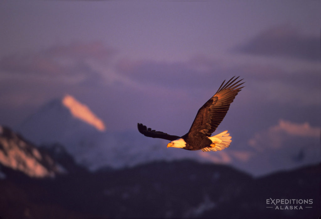 Adult bald eagle flying against mountains, Alaska.