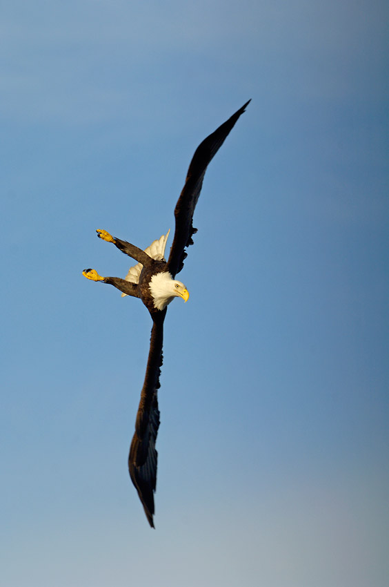 Adult bald eagle in flight, Alaska.