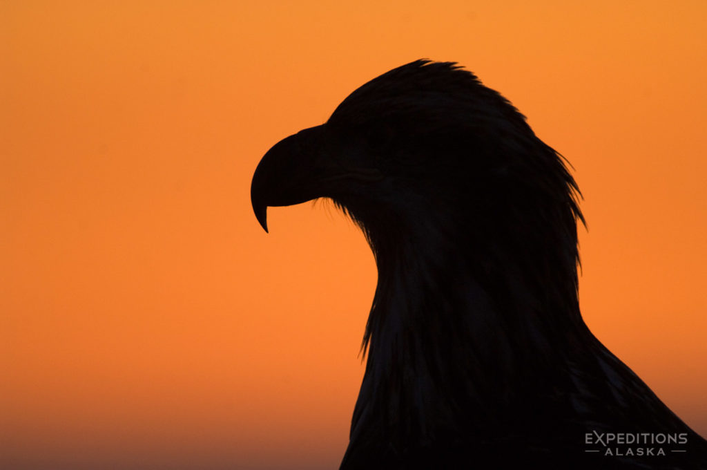 Juvenile bald eagle silhouette photo, Homer, Alaska.