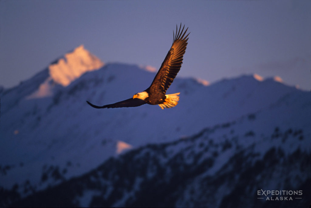 Adult bald eagle in flight and Kachemak Mountains, Alaska.