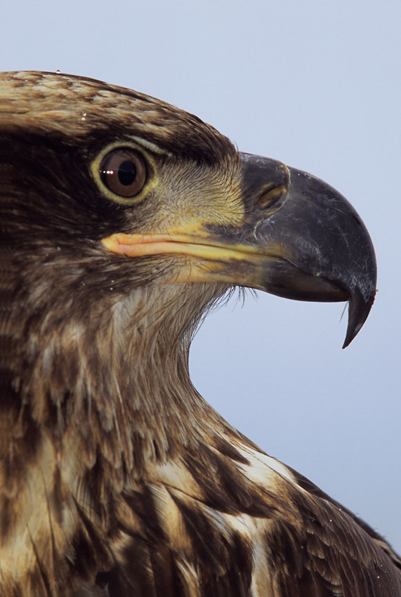 Juvenile bald eagle portrait, Alaska.