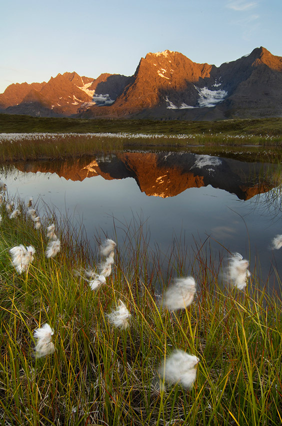 Alaska Cotton Grass and the Chugach Mountains near Tebay Lakes, Southern Traverse hike, Wrangell - St. Elias National Park, Alaska.